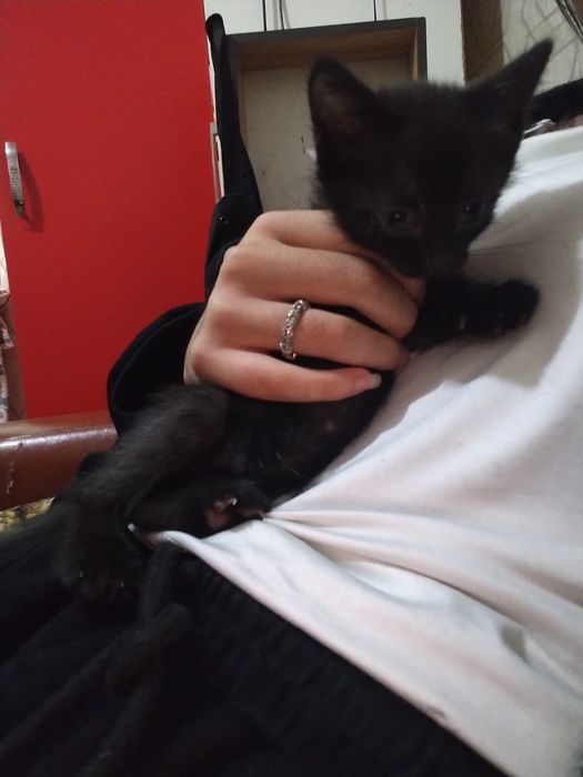Отдам котят в хорошие руки