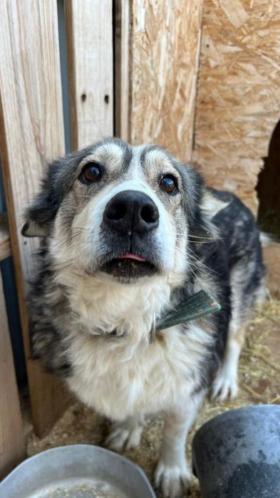 Ягодка ищет дом.