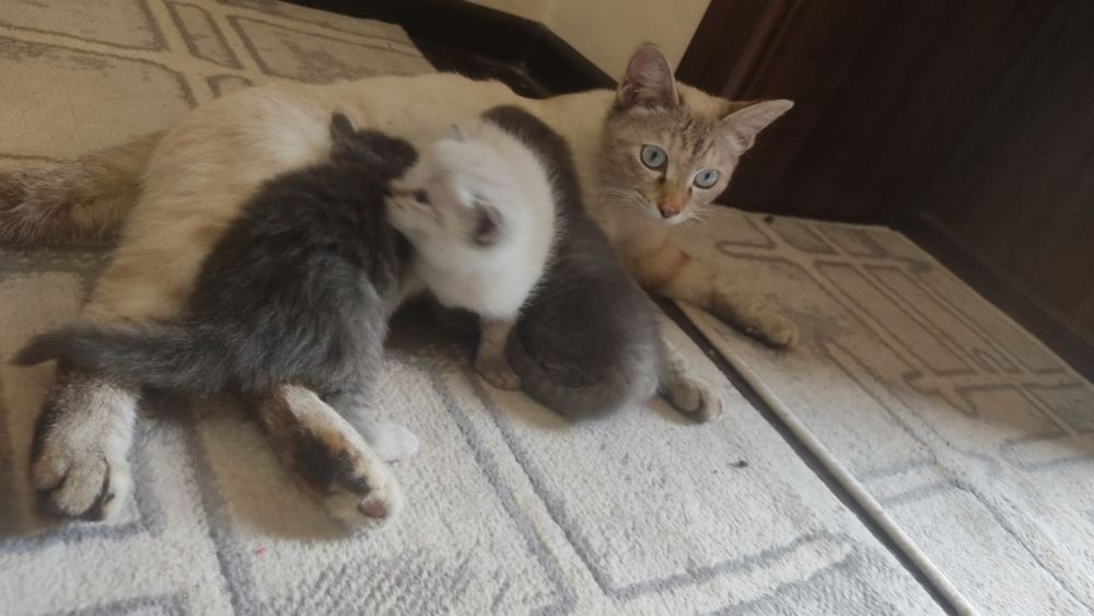 Кошка котенок сиамский договоримся