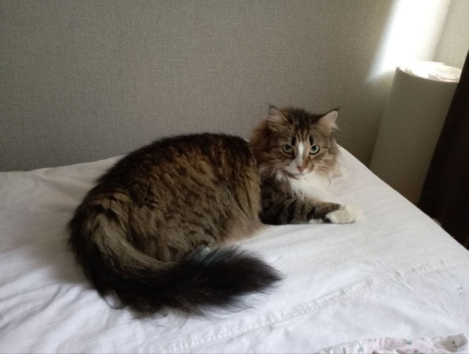 Отдам кошку в хорошие руки