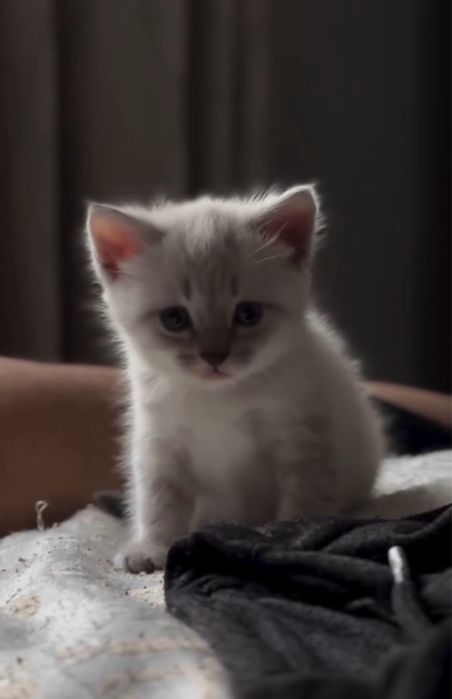 Продам котят британцы