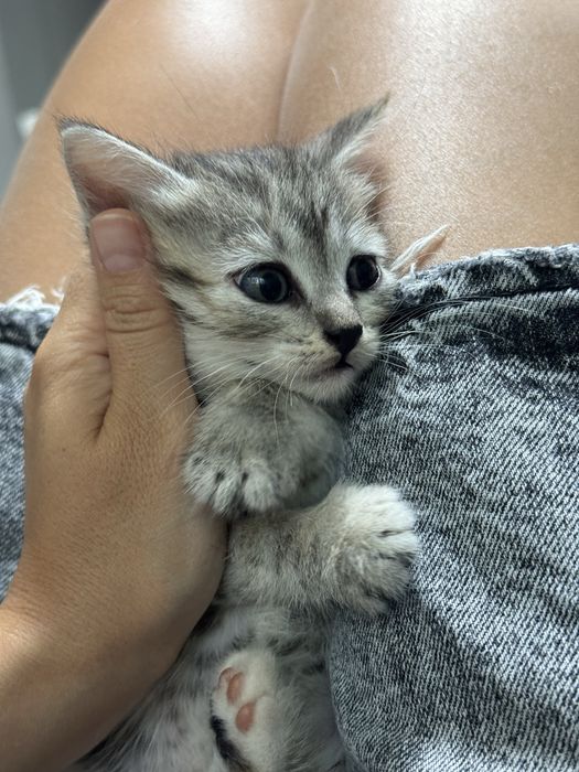 Котенок в добрые руки