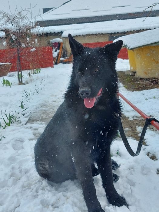 Немецкая овчарка для вязки