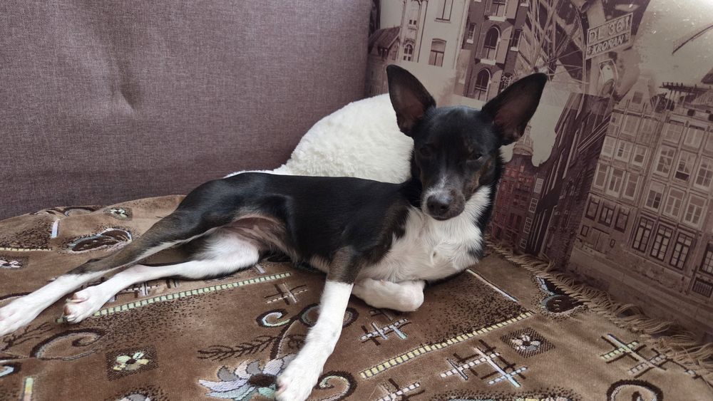 Карликовый пинчер девочка