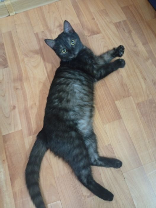 Отдам ласковую кошку
