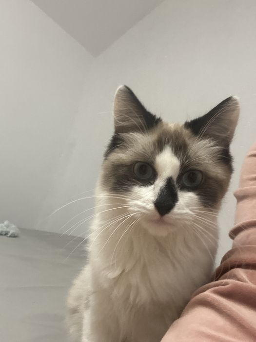 Adoptie Motan 1 an