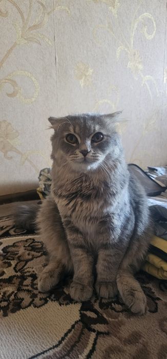 Продаётся красавчик Пушок