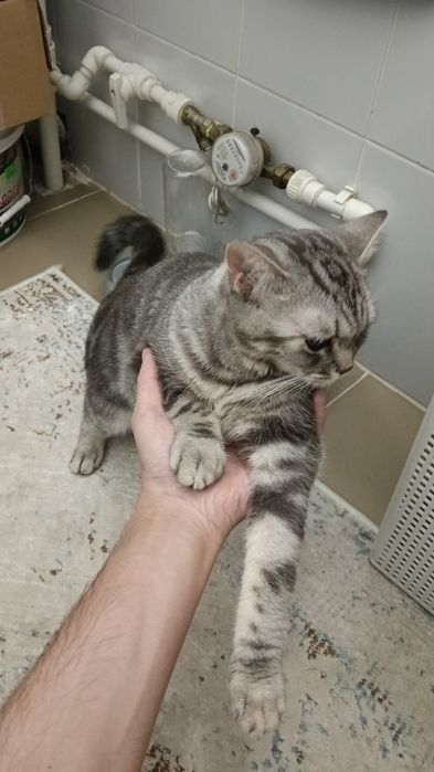 Кошка короткошорстная Британка
