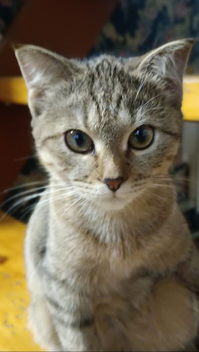 Кошка маленькая 4,5 месяца