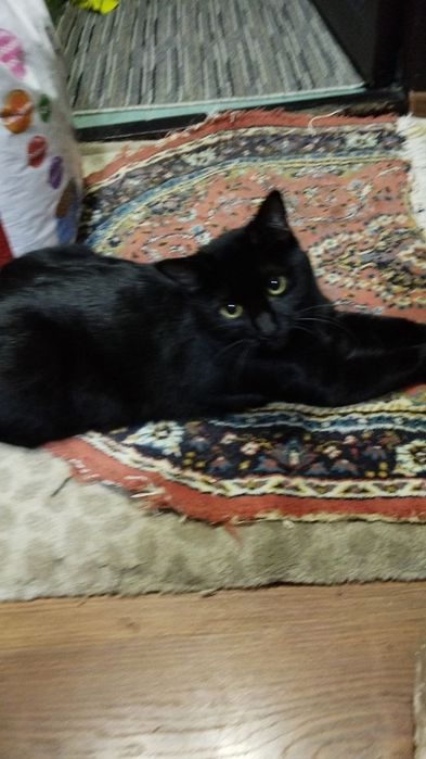 Пристратваются коты в добрые руки