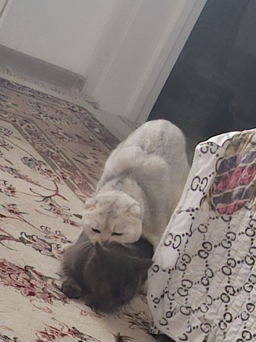 Скотиш Фолд ШИНШИЛА Скидка!!!