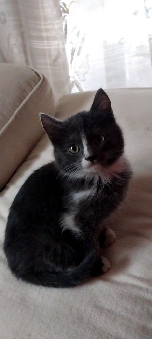 Продам эгейского котика