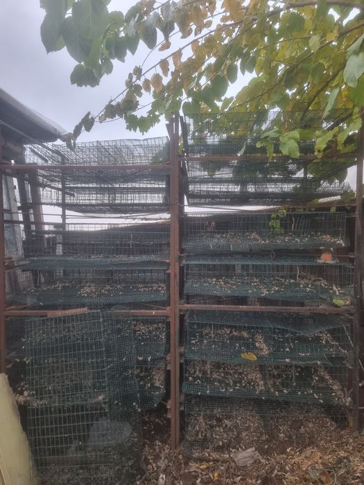 Custi pentru prepelite