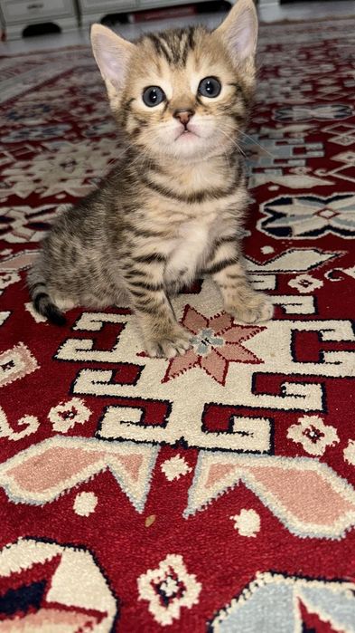 Бенгалка мама , папа обычный кот