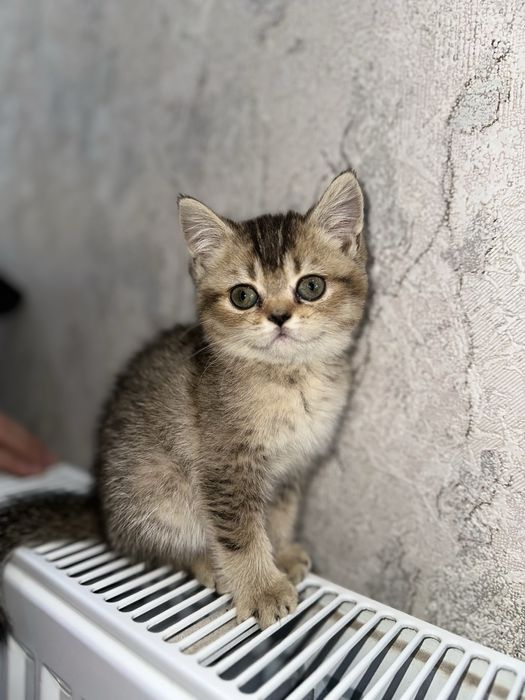 Продается котенок!!!