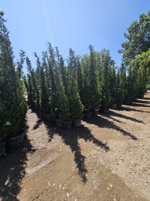 Tuia leilandii chipaross