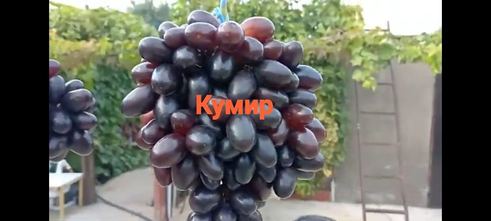 Виноград разных сортов