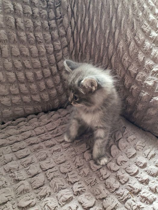 Отдам котят в хорошие руки