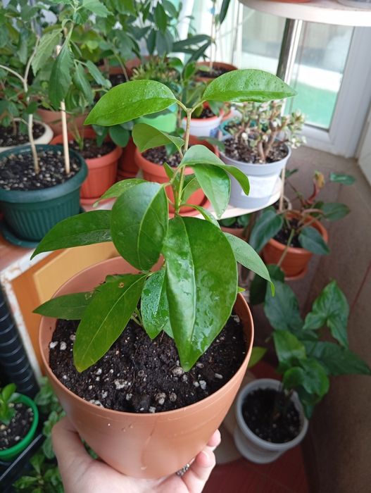 Продам комнатные растения