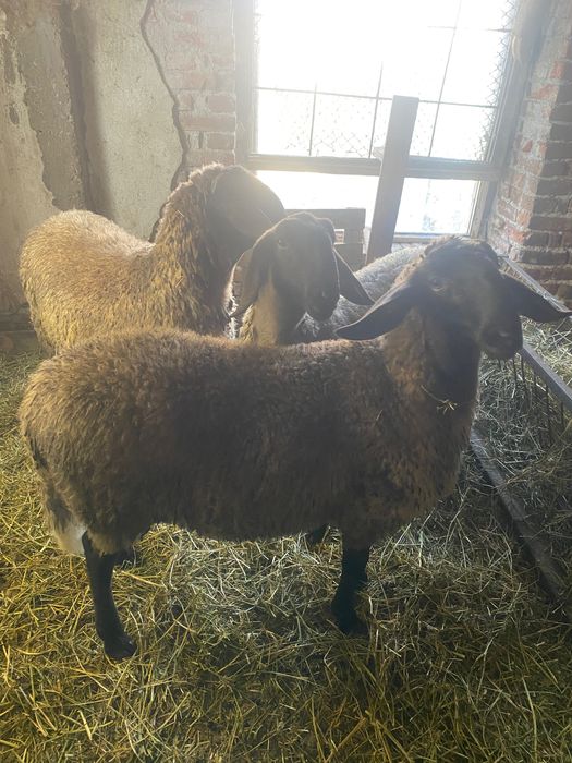 Продавам 15 Овце,1 коч,агнета и шилета