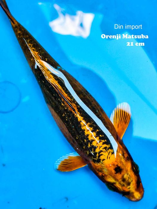 Crapi koi iaz import, 20-25 cm ( Km 44 pe A1 București-Pitești )