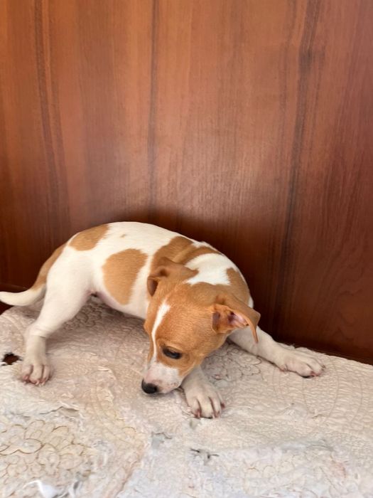 Джек Рассел Терьер