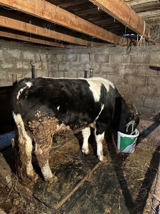 5 бас бычок 690 000