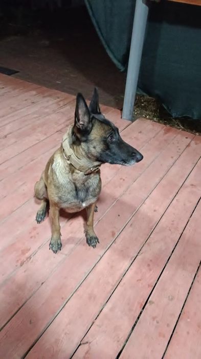 Щенок Малинуа девочка от РР