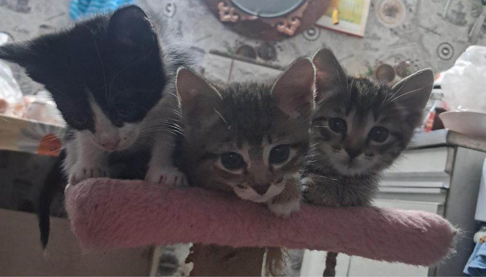 Котята в добрые руки