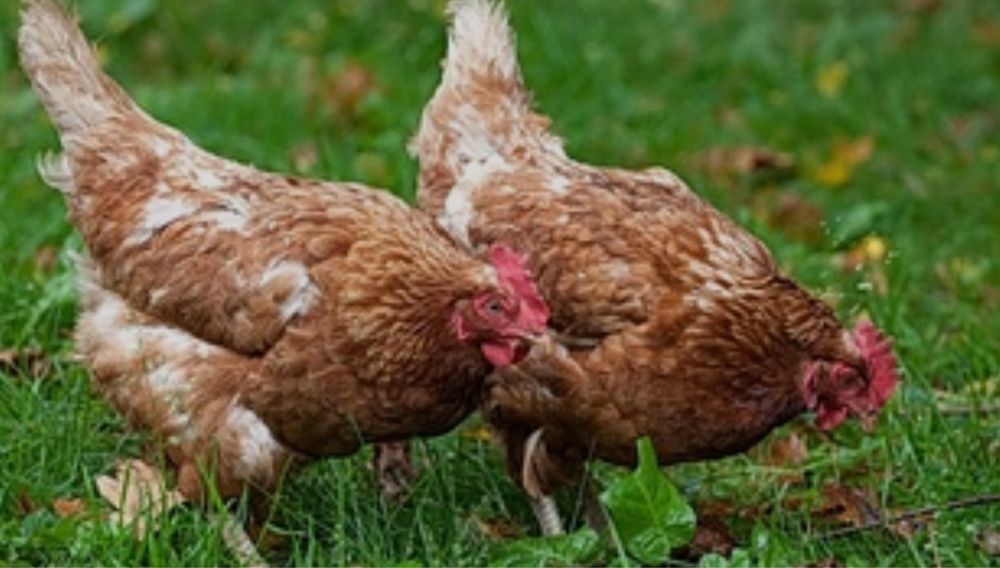 Несушка Ломан Браун