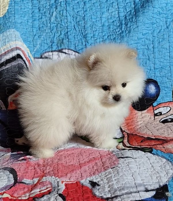 Шпицемини пацанчики