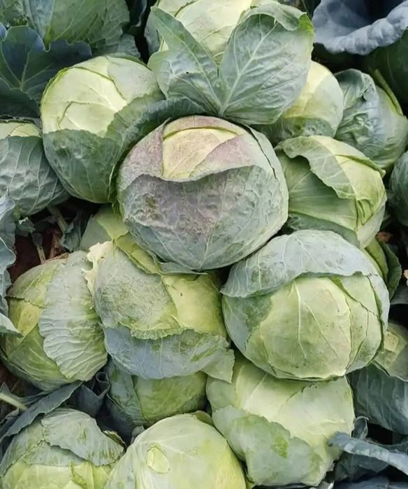 Varza de vânzare Românească