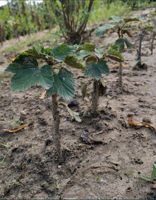 Pomi fructiferi; Arbuști fructiferi și ornamentali.