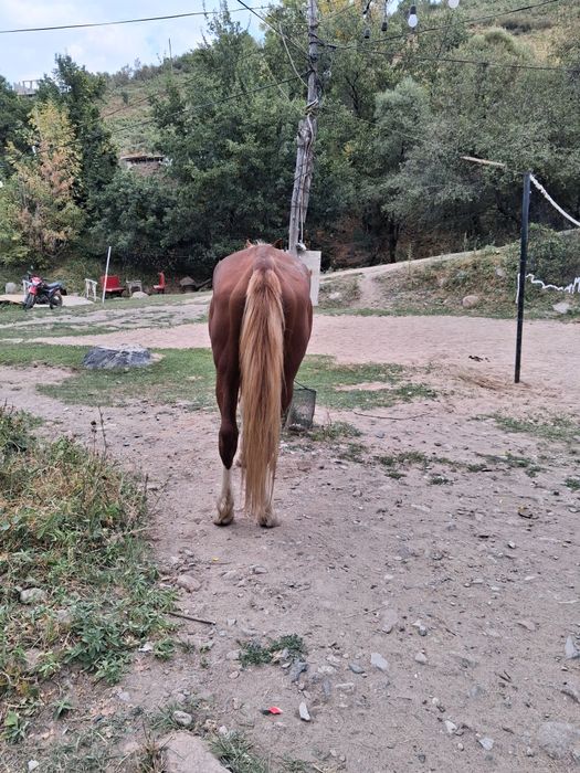 Мінгі айғыр 8жас