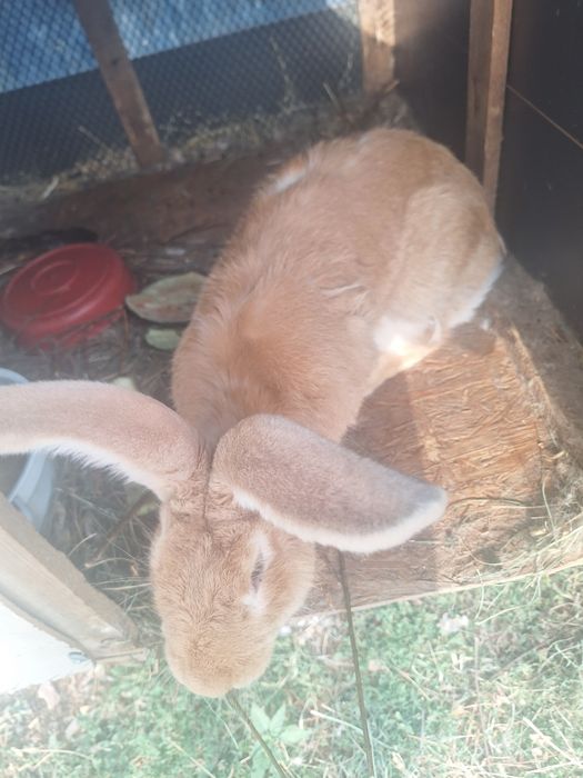 Vând iepure urasi german rosu