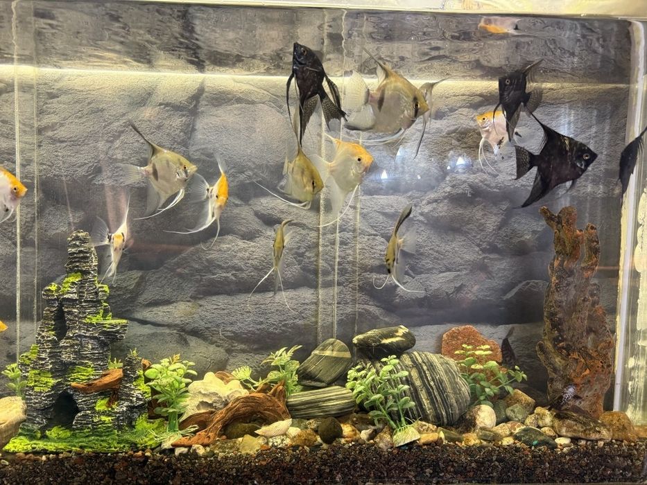 Скалярии- аквариумные рыбки