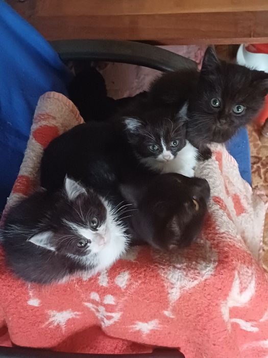 Котята в добрые руки