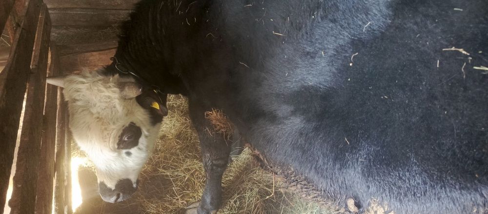 Молодняк продоётся