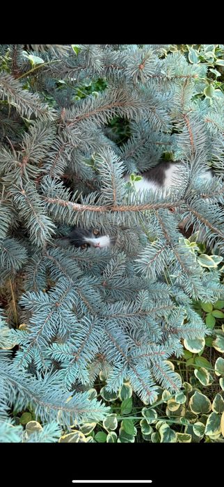 Кошка со всеми документами, ей 1,5года,зовут лаки,мы за нее хотим 200$