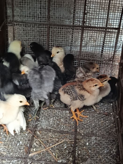 Продам цыплят!!!