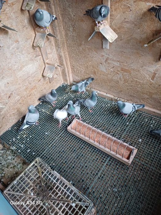 Porumbei de vânzare