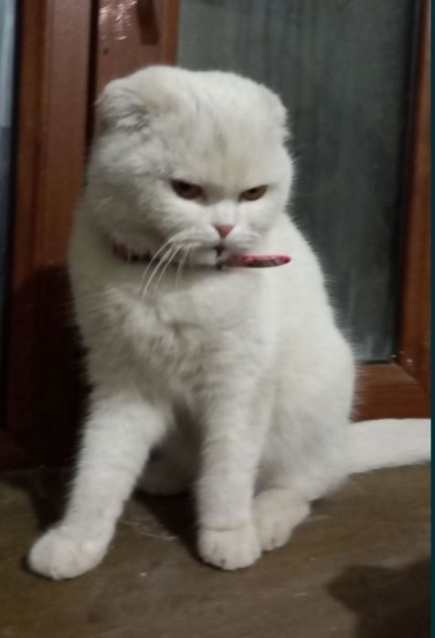 Mushuk sotiladi sutdan chiqgan