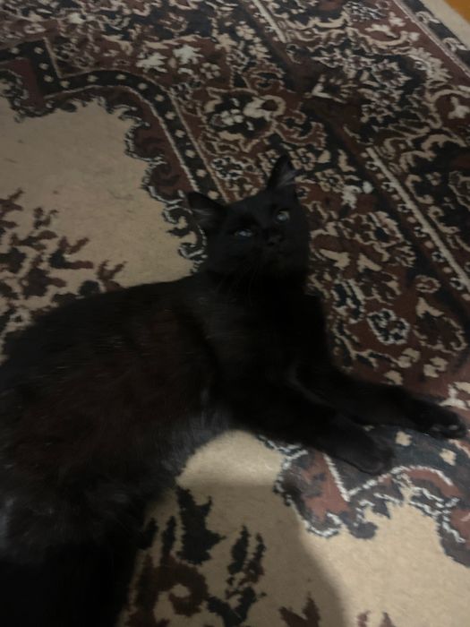 Отдам кошек бесплатно