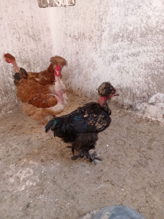 Gaini motate si golase