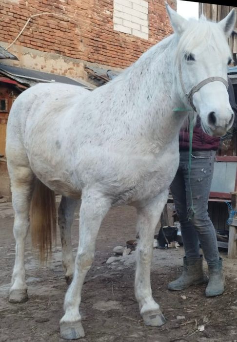 Vând iapă cu pașaport