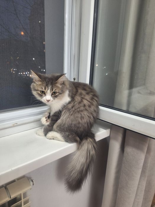 Отдам в добрые руки