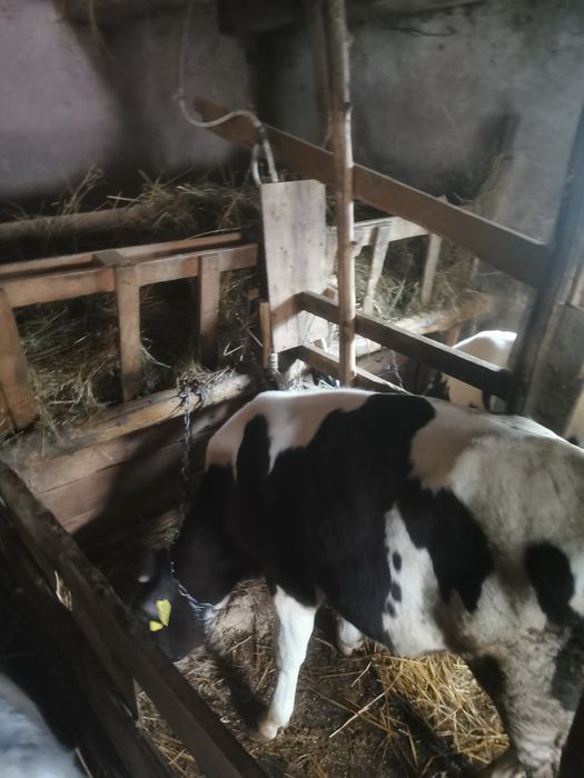 De vânzare doi tăurasi în jur de 7luni/schimb cu vitele