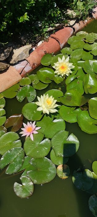 Продавам водни лилии и растения.