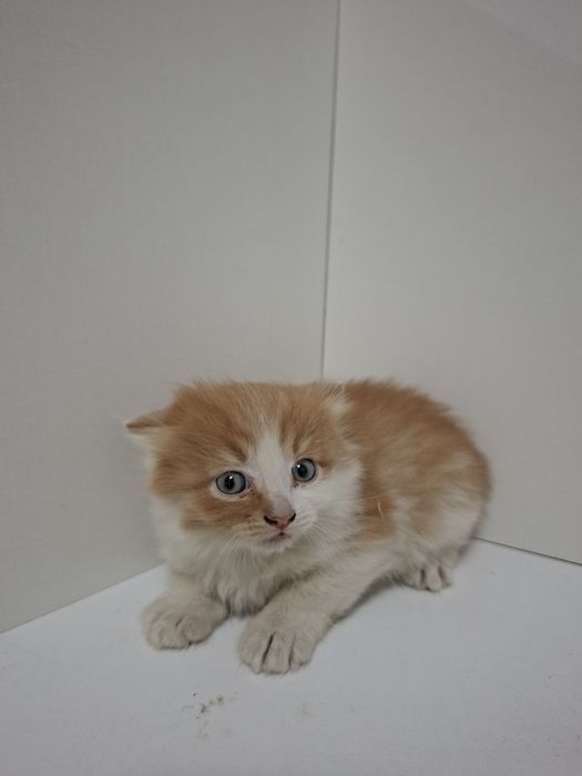 Котёнок отдам в добрые руки