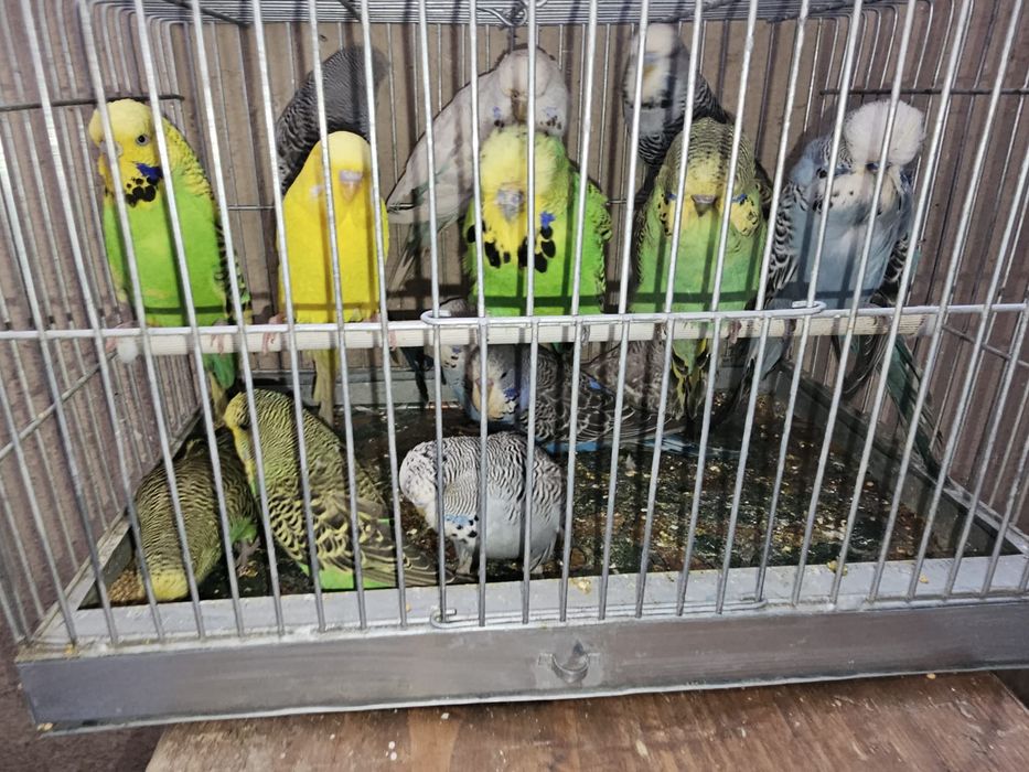 Vand pui si perusi standard